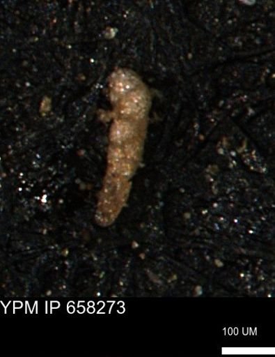 Verneuilinoides kansasensis