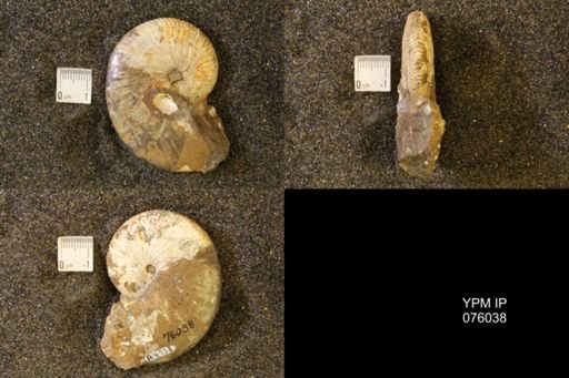 Hoploscaphites birkelundi