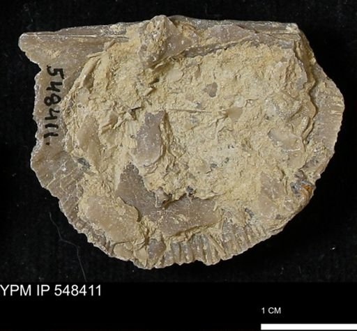 Stropheodonta callawayensis