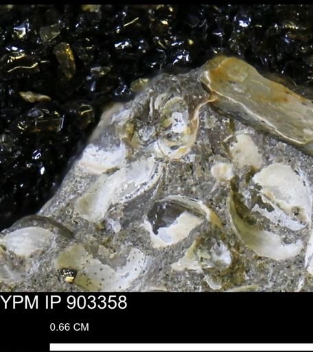 undet. Bivalvia