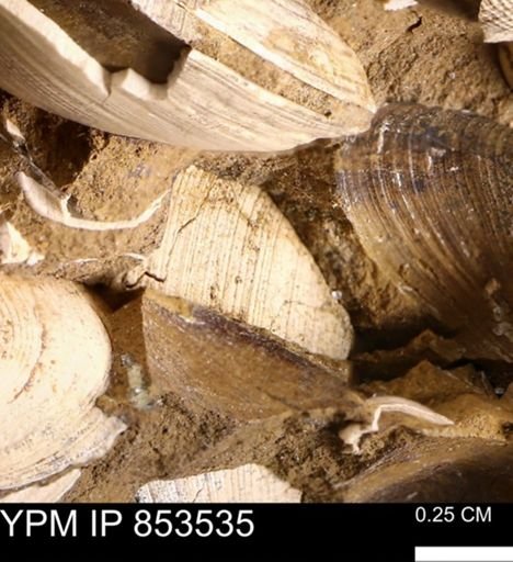 Limopsis striatopunctatus