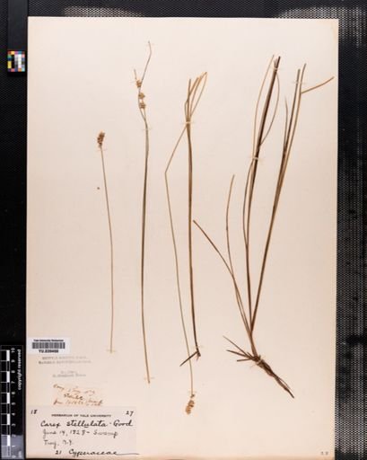 Carex echinata