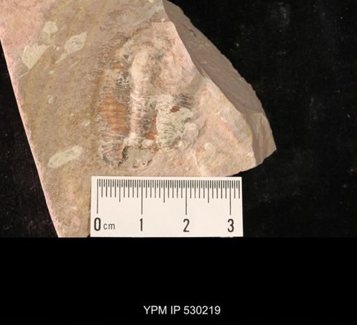 Elrathia kingi