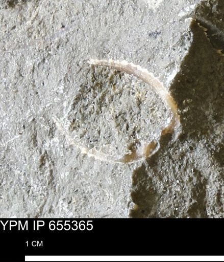 undet. Bivalvia