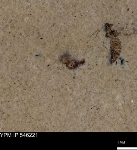 Diptera?