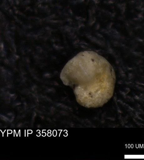 undet. Foraminiferida