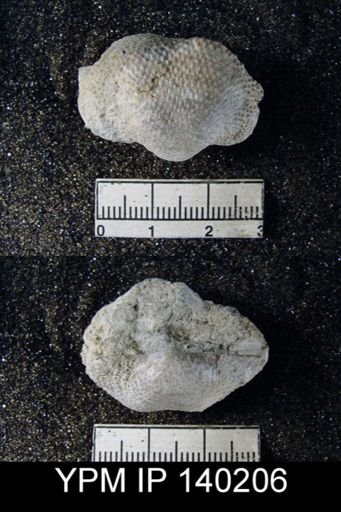 Productus (Waagenoconcha) humboldti