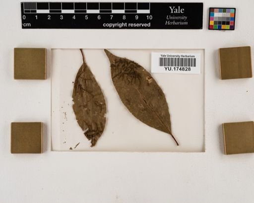 Plantae