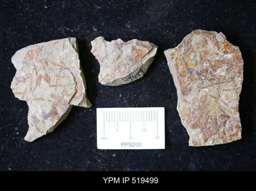 undet. Graptolithina