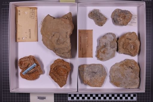 mixed taxa, stratigraphic collection