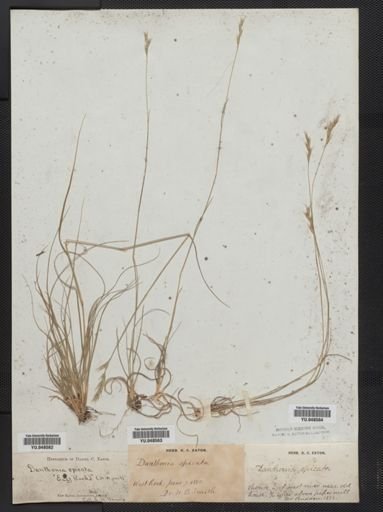 Danthonia spicata