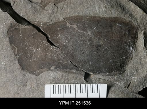 Paracarcinosoma scorpionis