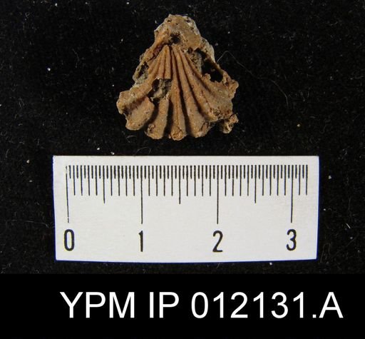 Hustedia diabloensis
