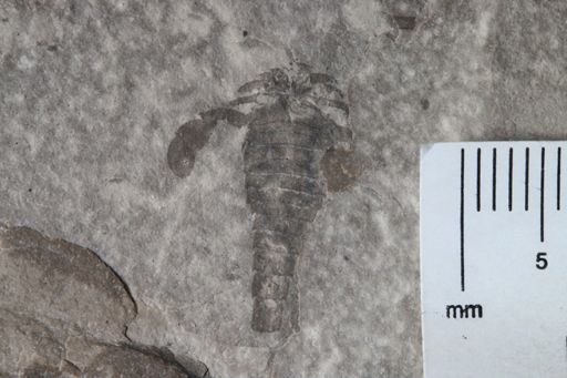 Eurypterus sp.