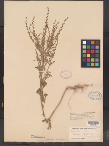 Lepidium sativum