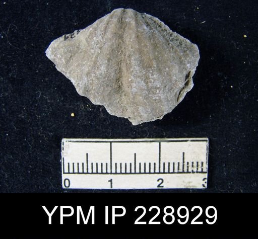 Neospirifer latus