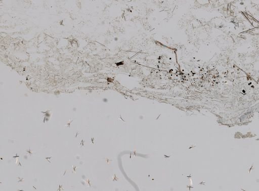 Higginsia mixta