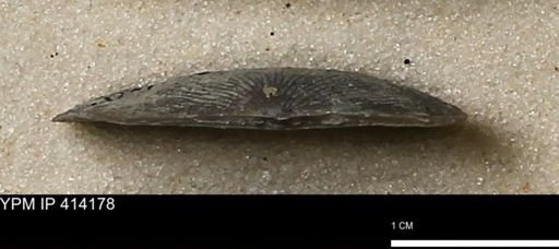 Devonochonetes mucronatus?