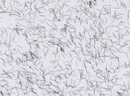 Haliclona gellindra