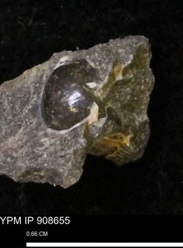undet. Gastropoda