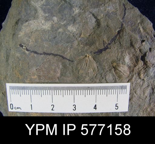 Productella sp.