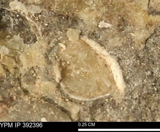 Protocardia subquadrata