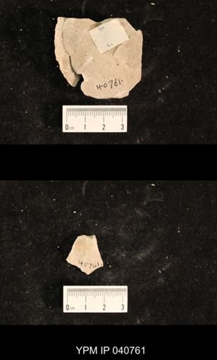 Ephemeroptera