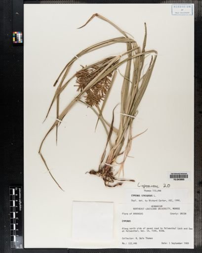 Cyperus strigosus