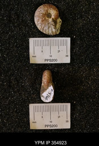 Discoscaphites