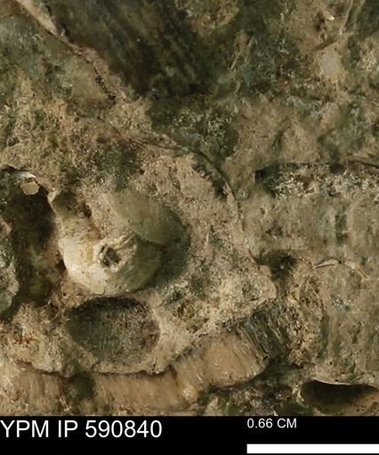 undet. Bivalvia