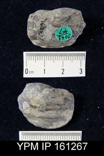 Lingula elegantula