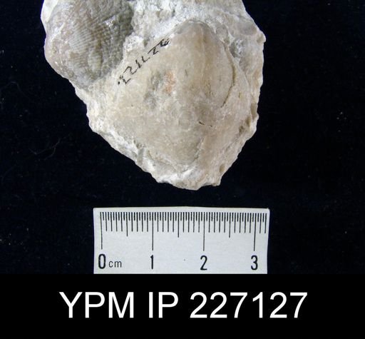 Meristella?