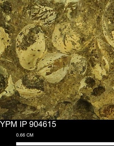 Corbulamella sp.