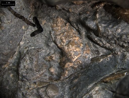 Aplocoma damesii