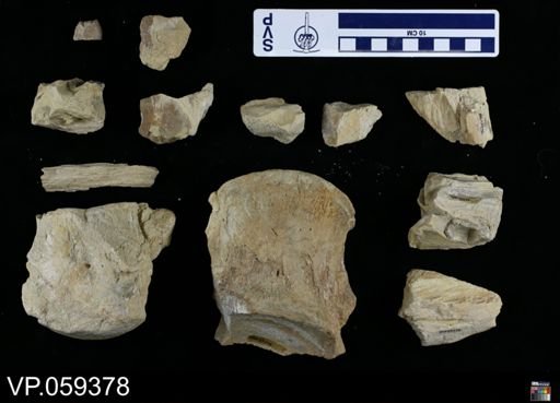 Tylosaurus