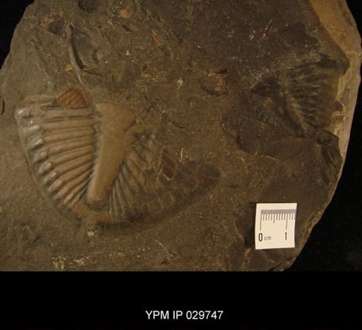 Ogygites canadensis
