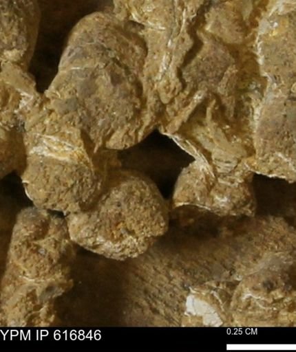 Teredo sp.