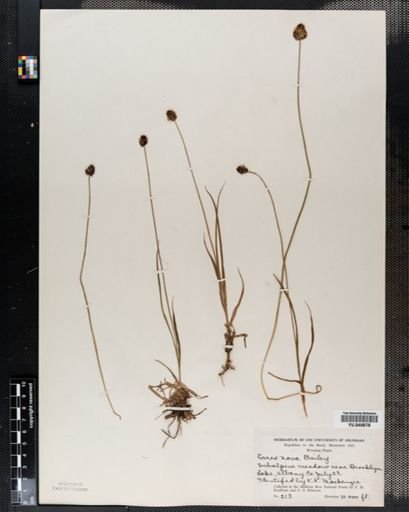 Carex