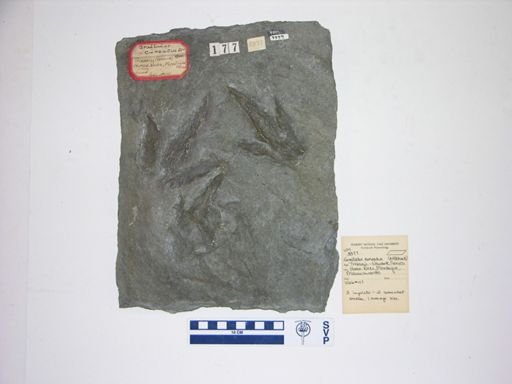 Grallator cuneatus