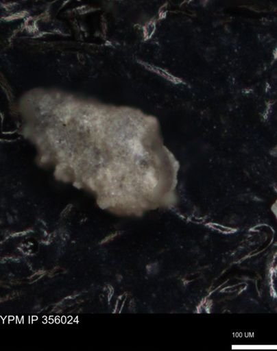 undet. Foraminiferida