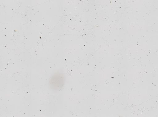 Aplysina sp.