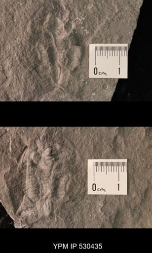 Trilobita