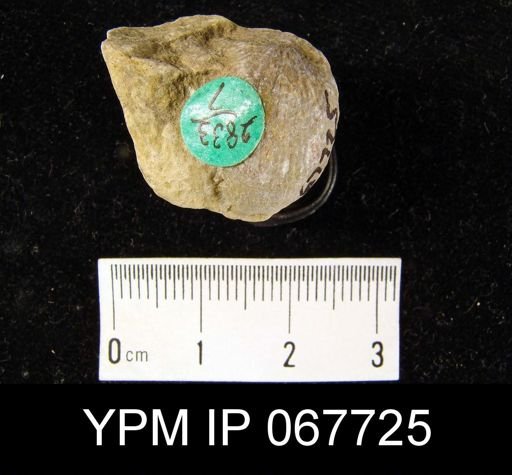 Atrypa