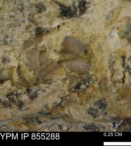 undet. Mollusca