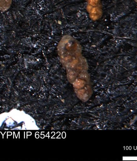 Verneuilinoides hectori