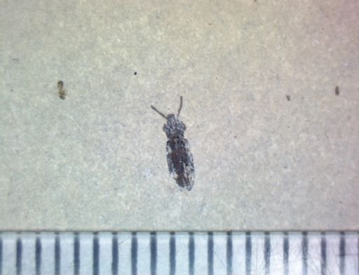 undet. Coleoptera