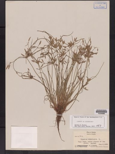 Cyperus compressus