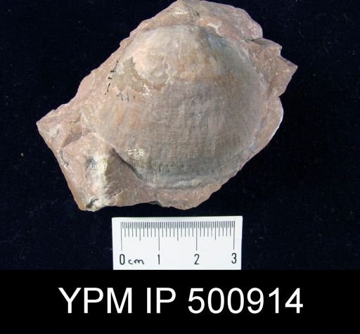 Derbyia sp.