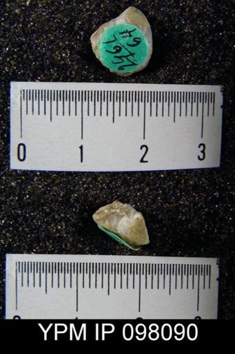 Gypidula roemeri simplex
