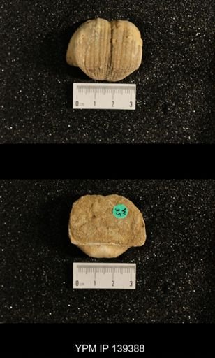 Productus (Dictyoclostus) sp.